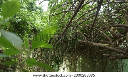 vines growing thickly between the trees