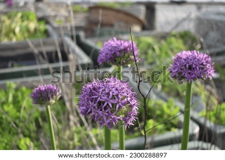 Giant Ornamental Onion Purple Flower Plants Blooming