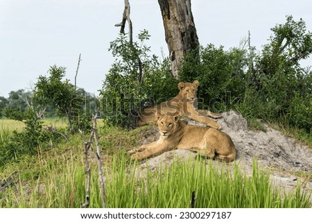 Lion (Panthera leo) cubs resting. These lion cubs are resting on the plains in the Okavango Delta in Botswana