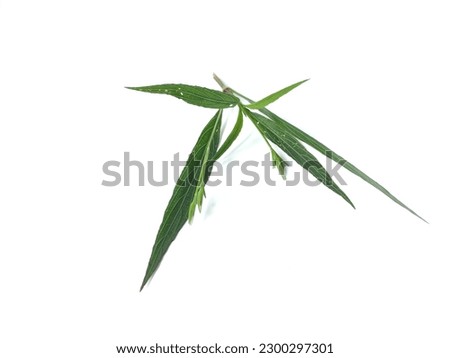 green leaf photo with white background