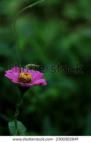 A purple and gold flower with bokeh