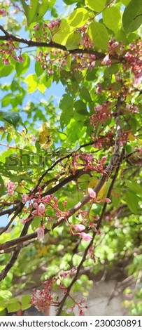 star fruit flowers, the flowers are compound in the form of panicles and have a purplish-red color that comes out of the leaf axils and at the ends of the branches.