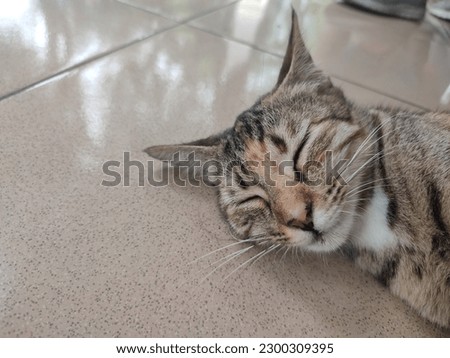 a picture of cat fall asleep