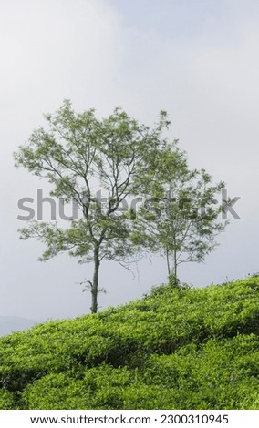 a tree stands in the middle of a tea garden in the early morning. stock photos