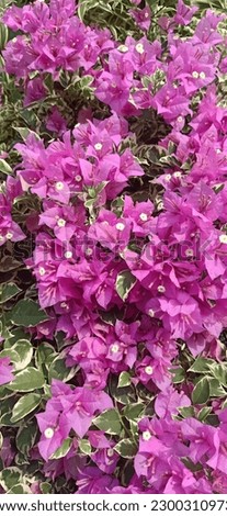 Bougainvillea is a genus of thorny ornamental vines, bushes, and trees belonging to the four o' clock family, Nyctaginaceae.