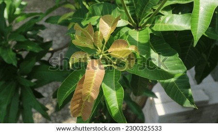 a view of mango leaves that is suitable for the back screen of a computer or mobile phone