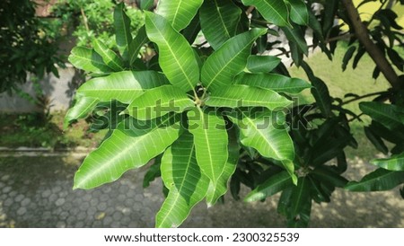 a view of mango leaves that is suitable for the back screen of a computer or mobile phone