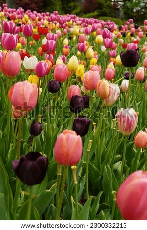This is a very beautiful tulip picture.