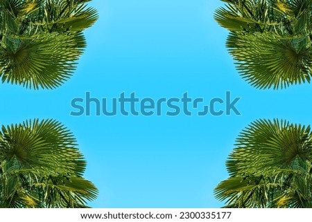 Blue summer sky as copy space surrounded by lush green palm tree leaves in corners as design element background, low angle view