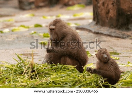 Mother and child hamadryas baboon eating the grass. Papio hamadryas is a species of baboon, being native to the Horn of Africa and the southwestern tip of the Arabian Peninsula.