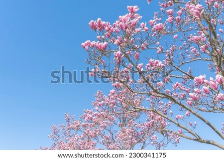 Flowers Blossoms Against Clear Blue Sky