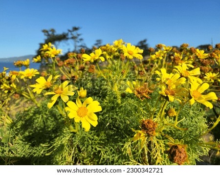 giant coreopsis super bloom at point dume in Malibu California  Royalty-Free Stock Photo #2300342721