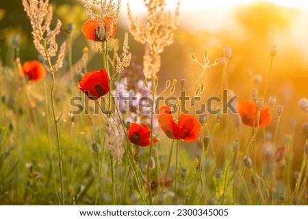 red poppy on the mountainside is the perfect picture on the wall