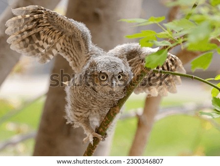 Eastern screech owl baby learning to fly, Quebec, Canada