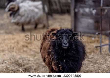 single sheep on the farm, countryside, close up photography, Black Ouessant sheep (ewe) - one of the smallest breeds of sheep in the world