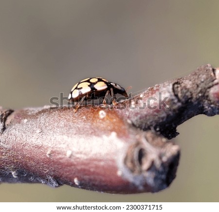 Yellow ladybug on a tree branch. Macro.