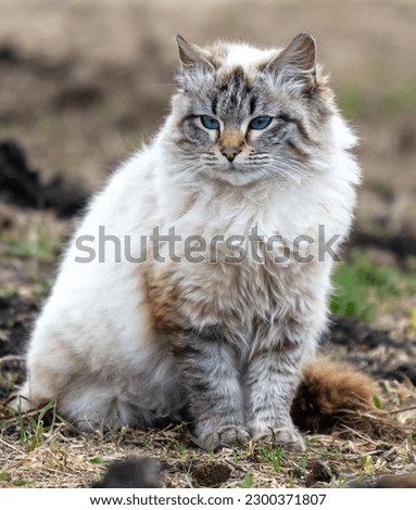 Siberian cat walking on the grass. Portrait of a cat.