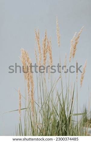 Elegant thin dry grass stems