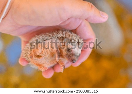 baby porcupine in human hand.