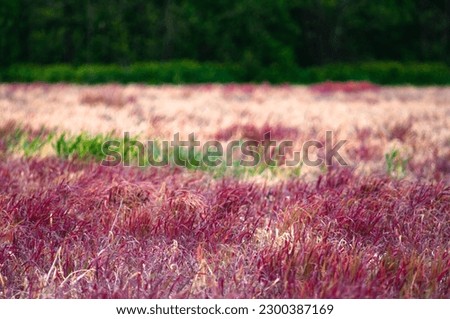 beautiful landscape with a field of grass