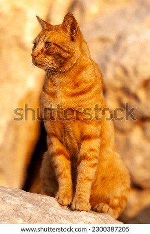 Stray Cat - Adult Ginger Cat Sitting in the Sun on a Rock Looking Around
