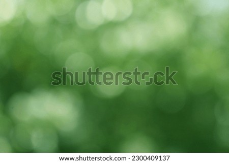 bokeh nice foliage nature green tree, Bright morning sunshine sparkling and bursting through blurry summer green foliage of blooming background
