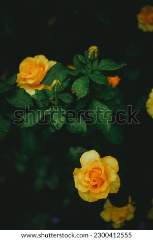 Yellow rose on black background 