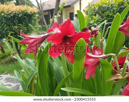 Amaryllis flower or which has the Latin name Amaryllis sp is an ornamental plant that is popular for its beautiful flowers. Royalty-Free Stock Photo #2300415555