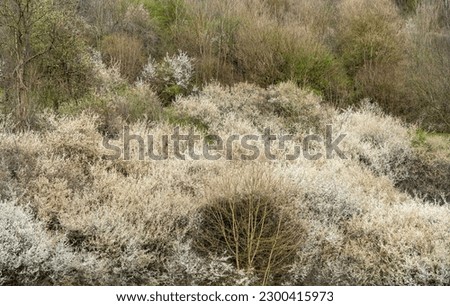 Full frame picture showing white blooming bushes at early spring time