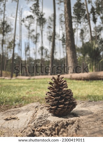 
This is a picture of pine cones.