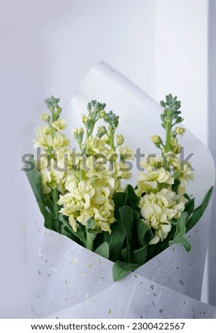 Bouquet of Hoary stock yellow flowers wrapped in white silk paper                              