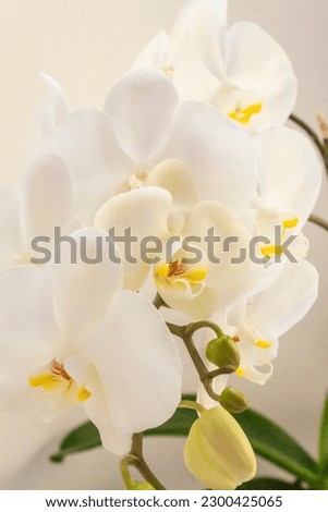 beautiful flowers on a white background
