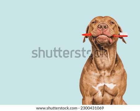 Cute puppy holding toothbrush. Close-up, indoors. Studio shot, isolated background. Concept of care, education, obedience training and raising pets Royalty-Free Stock Photo #2300431069
