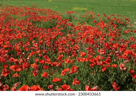 poppy field with blurred background