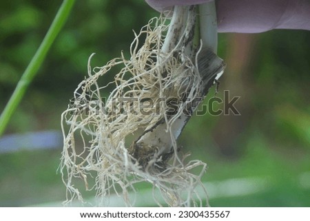 close up view of the root of leeks, has fibrous roots. The roots of leeks that have been taken and the remaining roots when soaked in water and then replanted can grow back and we can use them again.