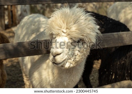 White Alpaca close-up, standing in a wooden paddock. Fluffy white alpaca head