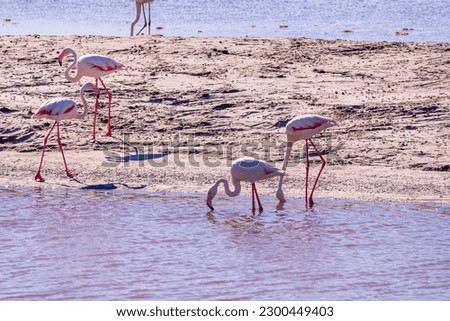 Pink Flamingo at the feed search in Parc Naturel Regional de Camargue, Southern France. High quality photo