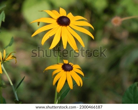 Closeup of two black eyed susans one protecting the other, soft background