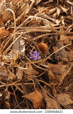 Single common hepatica, hepatica nobilis stands out among the brown dry vegetation. The first hepatica of the spring. Vertical picture.