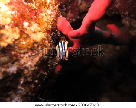 Nudibranch sea slug and red sponge
