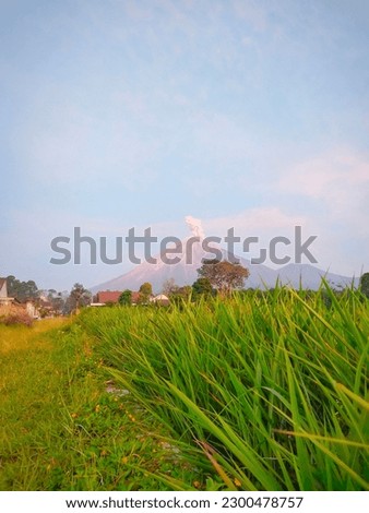 View of Mount Semeru from the rice fields