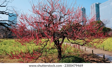 Plum blossoms at Hamarikyu Gardens, which is a natural park area in Shiodome District in Tokyo, Japan