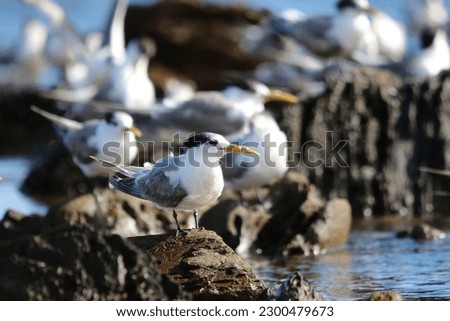 crested terns resting on a beach in Myponga