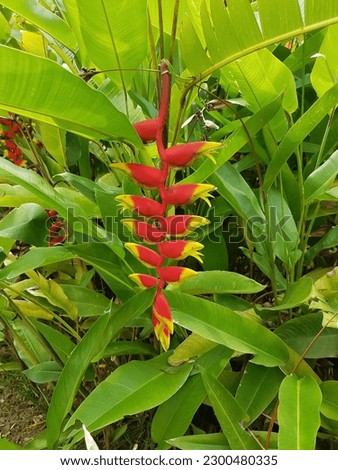 Heliconia is a genus of flowering plants in the monotypic family Heliconiaceae.