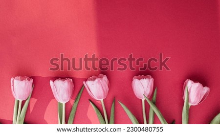Gently pink tulips on the bright red background. Spring background with a bouquet of flowers with copy space. Top view. Web banner