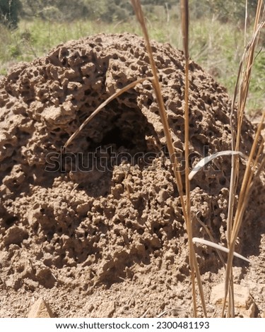 An epic picture of an ant mound