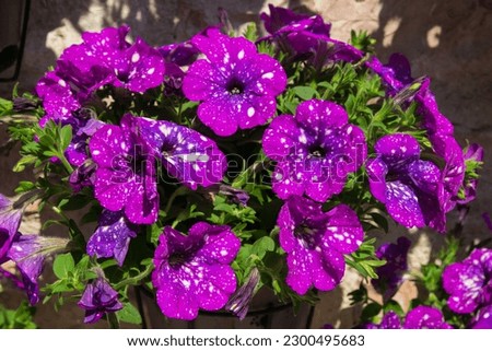 Close up of violet spotted flowers of petunias Night sky or Starry night, among fleecy pubescent dark green foliage