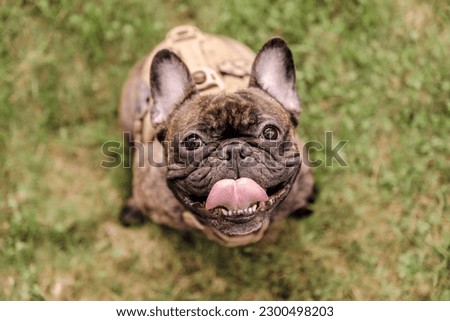 A french bulldog dog wearing a harness Royalty-Free Stock Photo #2300498203