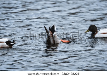 Duck diving on a lake ´between two other ducks