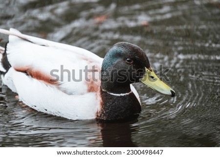 Male duck swimming on the water
